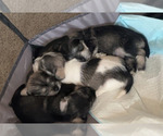 Small Schnauzer (Miniature)