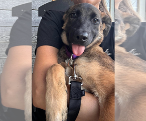 Mutt Dogs for adoption in Imlay City, MI, USA