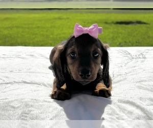 Dachshund Puppy for sale in TANNER, AL, USA
