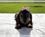 Small Dachshund