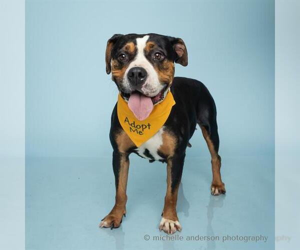 Medium Photo #1 Mutt Puppy For Sale in Corona, CA, USA