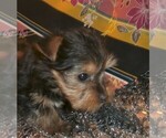 Small Photo #3 Yorkshire Terrier Puppy For Sale in STANTON, MO, USA