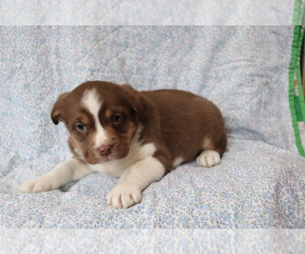 Medium Photo #3 Mutt Puppy For Sale in SHILOH, OH, USA