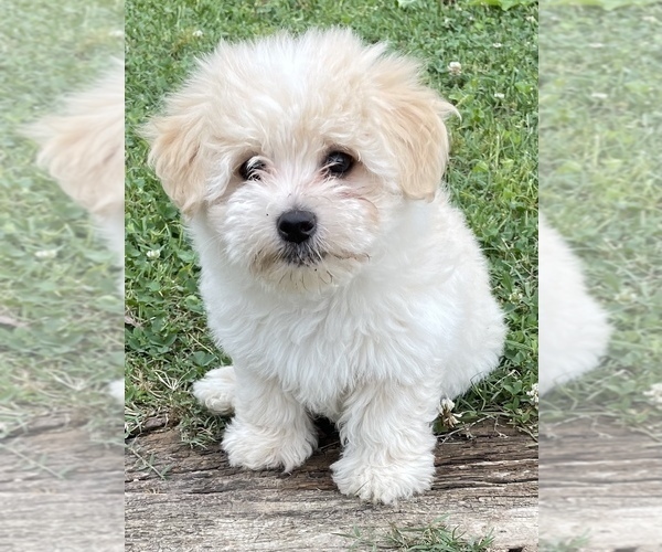 Medium Photo #2 Coton de Tulear Puppy For Sale in CLEVELAND, TN, USA