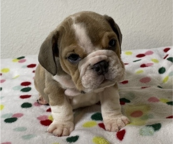 Medium Photo #1 English Bulldog Puppy For Sale in HOUSTON, TX, USA