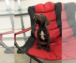Small Photo #14 German Shorthaired Lab Puppy For Sale in GRANITE CITY, IL, USA