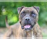 Small #1 Plott Hound Mix