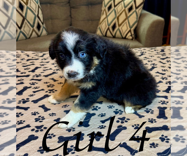 Medium Photo #12 Australian Shepherd Puppy For Sale in SALISBURY, NC, USA