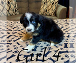 Small #11 Australian Shepherd