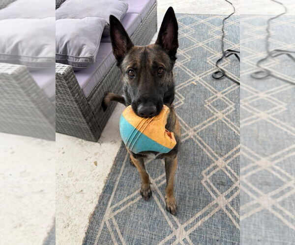 Medium Photo #4 Mutt Puppy For Sale in Imlay City, MI, USA