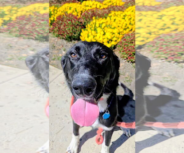 Medium Photo #4 Great Pyrenees-Unknown Mix Puppy For Sale in Rockaway, NJ, USA