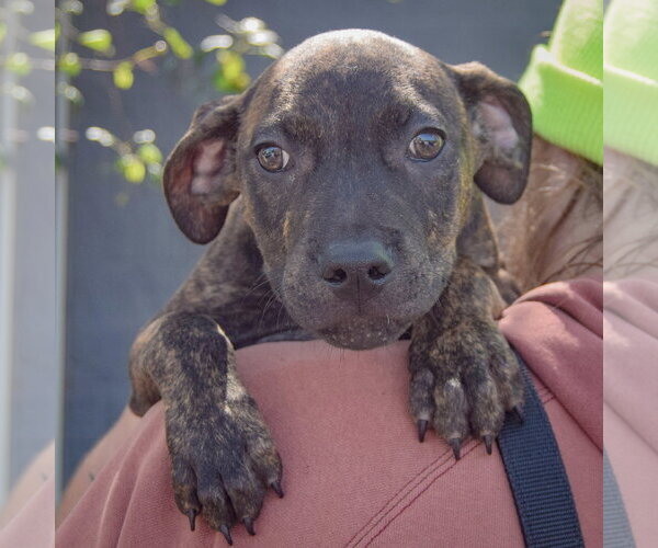 Medium Photo #5 American Staffordshire Terrier-Boxer Mix Puppy For Sale in Huntley, IL, USA