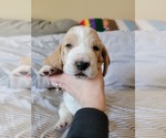 Puppy Rubble Basset Hound