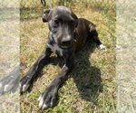 Small #9 Mutt