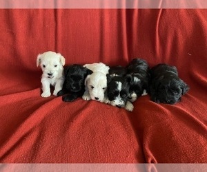 Schnauzer (Miniature) Puppy for sale in COLORADO SPRINGS, CO, USA