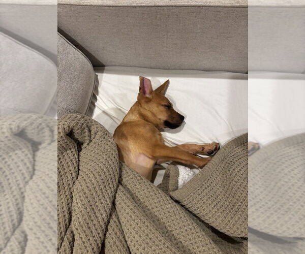 Medium Photo #8 Carolina Dog Puppy For Sale in San Diego, CA, USA