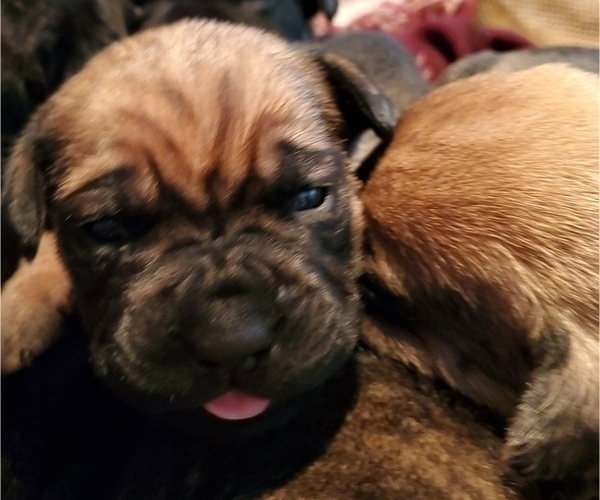 Medium Photo #11 Cane Corso Puppy For Sale in MOORESVILLE, NC, USA