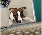 Small Boxer Mix
