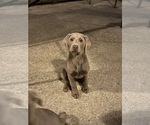 Puppy Brown Labrador Retriever