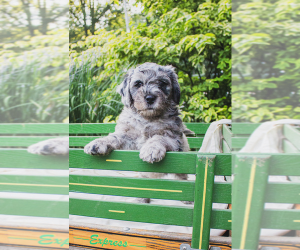 Medium Photo #1 Bernedoodle (Miniature) Puppy For Sale in NARVON, PA, USA
