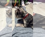 Small Photo #3 Boston Terrier-Faux Frenchbo Bulldog Mix Puppy For Sale in ROUND LAKE, IL, USA