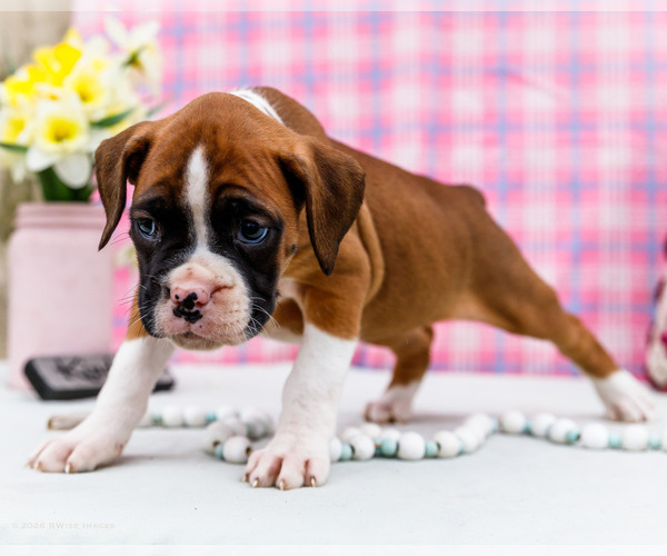 Medium Photo #30 Boxer Puppy For Sale in WAKARUSA, IN, USA
