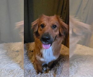 Medium Retriever  Mix