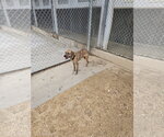 Small Mutt