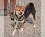 Small #3 Shiba Inu