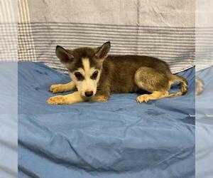 Siberian Husky Dogs for adoption in Modesto, CA, USA