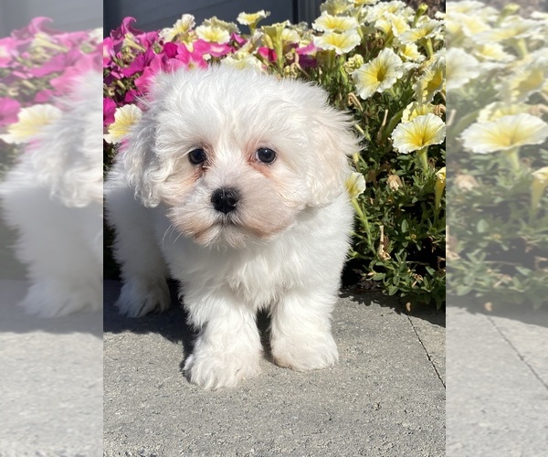 Medium Photo #3 Coton de Tulear Puppy For Sale in CANOGA, NY, USA