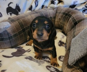 Medium Dachshund