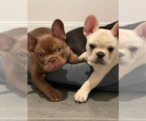 French Bulldog Puppy for Sale in CYPRESS, Texas USA