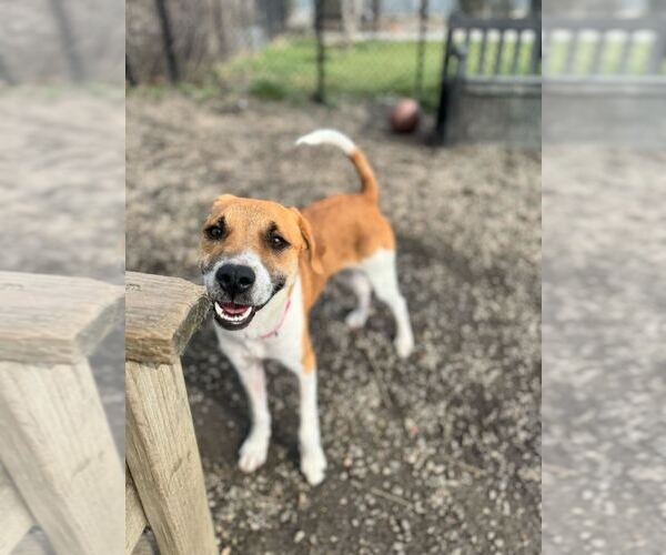 Medium Photo #4 Mutt Puppy For Sale in Elmsford, NY, USA