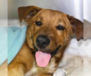 Mutt Dogs for adoption in San Antonio, TX, USA