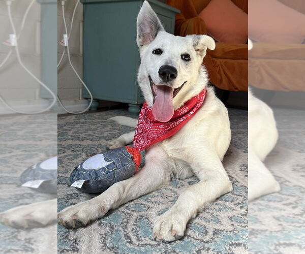 Medium Photo #5 Mutt Puppy For Sale in San Leon, TX, USA