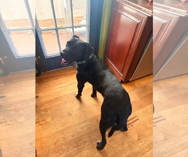 Medium Photo #24 Labrador Retriever-Unknown Mix Puppy For Sale in Rustburg, VA, USA