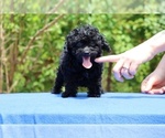 Small #18 Poodle (Toy)
