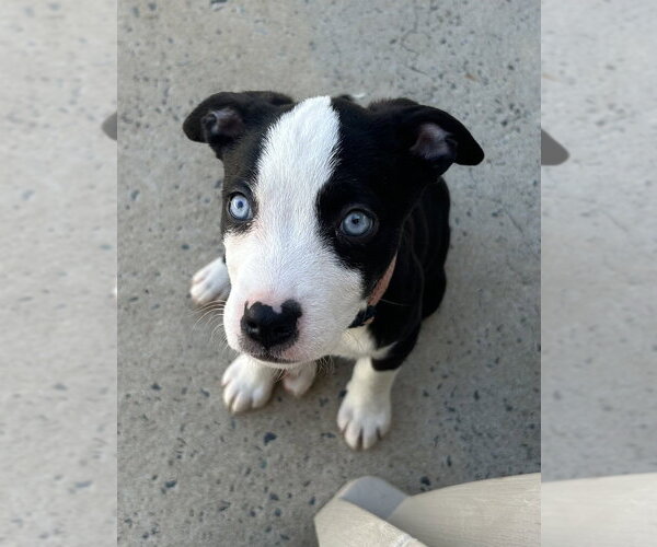 Medium Photo #2 Mutt Puppy For Sale in Mooresville, NC, USA