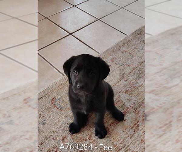 Medium Photo #2 Labrador Retriever-Unknown Mix Puppy For Sale in San Antonio, TX, USA