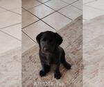 Small #1 Labrador Retriever Mix