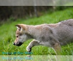 Small #15 Czech Wolfdog