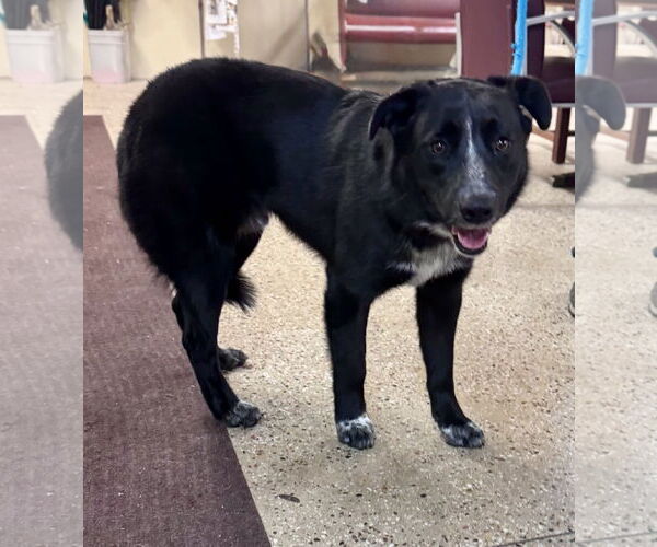 Medium Photo #1 German Shepherd Dog-Unknown Mix Puppy For Sale in Williamsburg, IA, USA