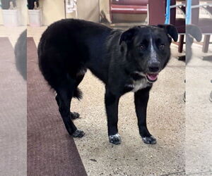 German Shepherd Dog-Unknown Mix Dogs for adoption in Williamsburg, IA, USA