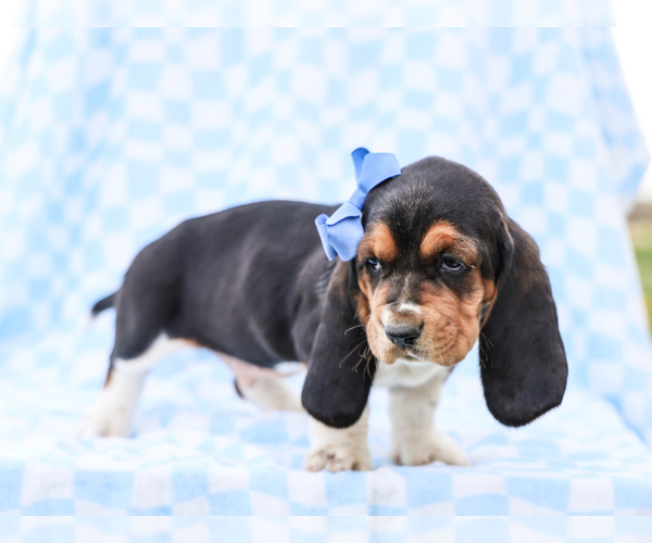 Medium Photo #5 Basset Hound Puppy For Sale in LIBERTY, KY, USA