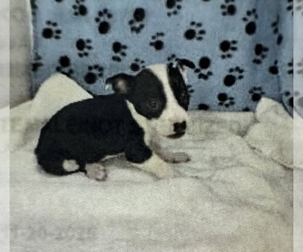 Medium Photo #12 Mutt Puppy For Sale in Sanford, FL, USA