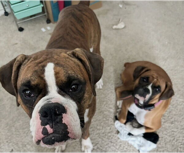 Medium Photo #4 Boxer Puppy For Sale in Austin, TX, USA