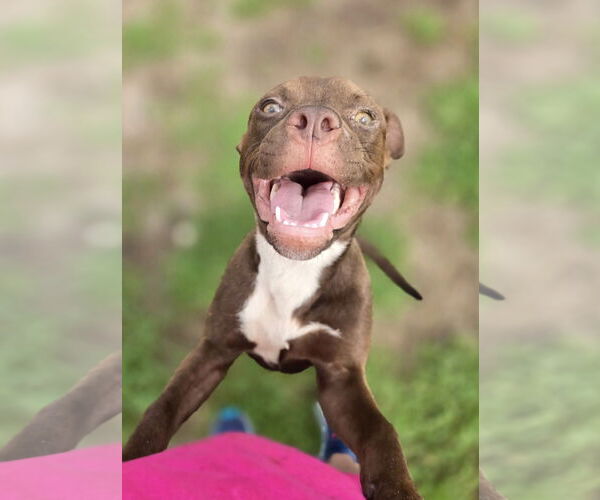 Medium Photo #4 Mutt Puppy For Sale in Mount Laurel, NJ, USA