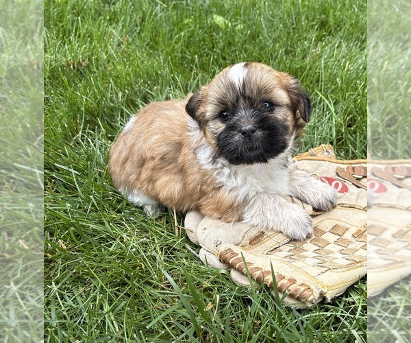 Medium Photo #1 Shih Tzu Puppy For Sale in MIDDLEBURY, IN, USA
