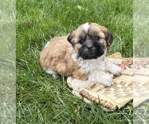 Shih Tzu Puppy for sale in MIDDLEBURY, IN, USA